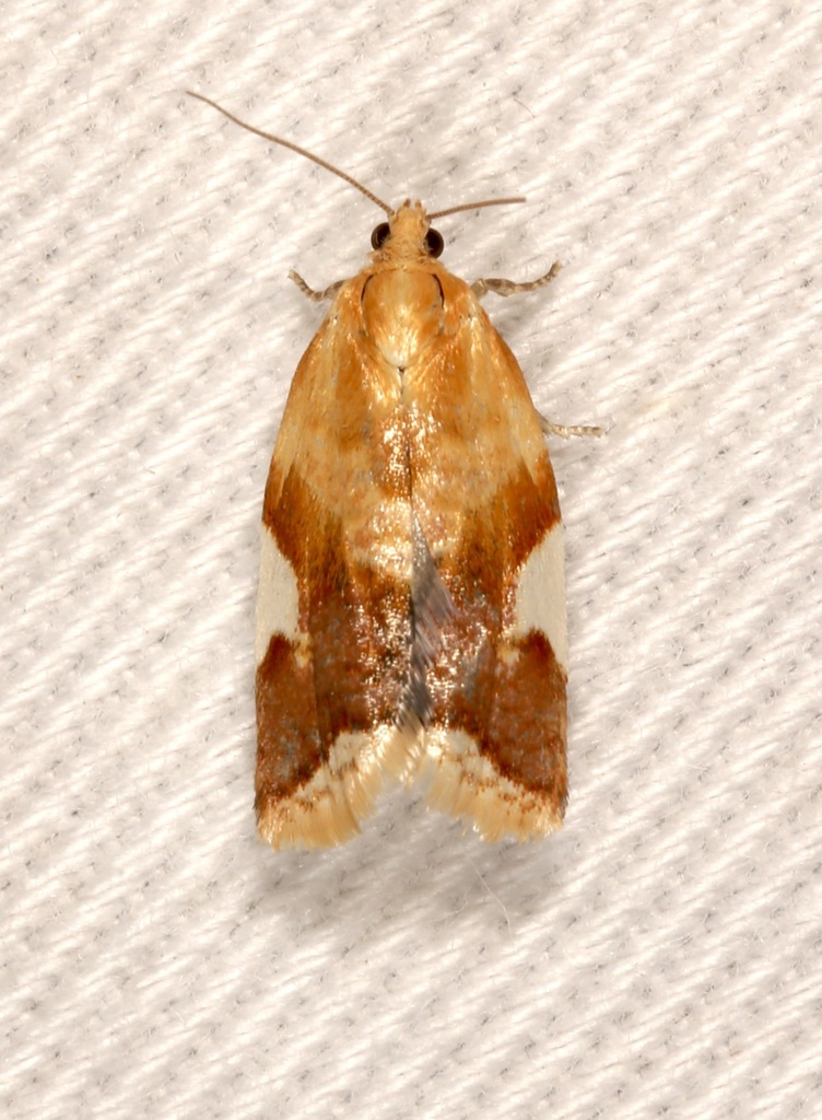 White Triangle Tortrix