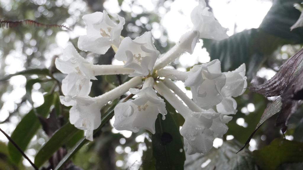 Rhododendron bloembergenii (Rhododendron bloembergenii)