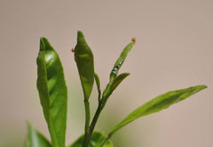 Heraclides cresphontes