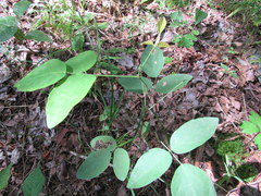 Desmodium laevigatum