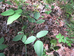 Desmodium laevigatum