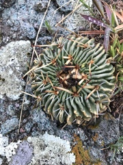 Echinofossulocactus pentacanthus