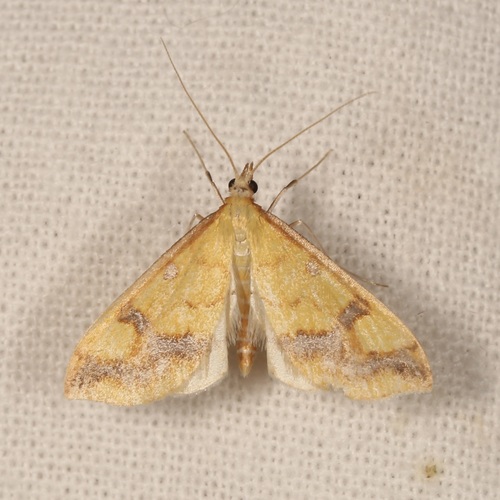 Choristostigma plumbosignalis photo 3