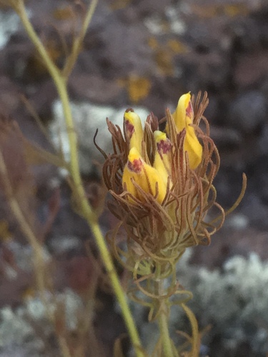 Cordylanthus wrightii A.Gray