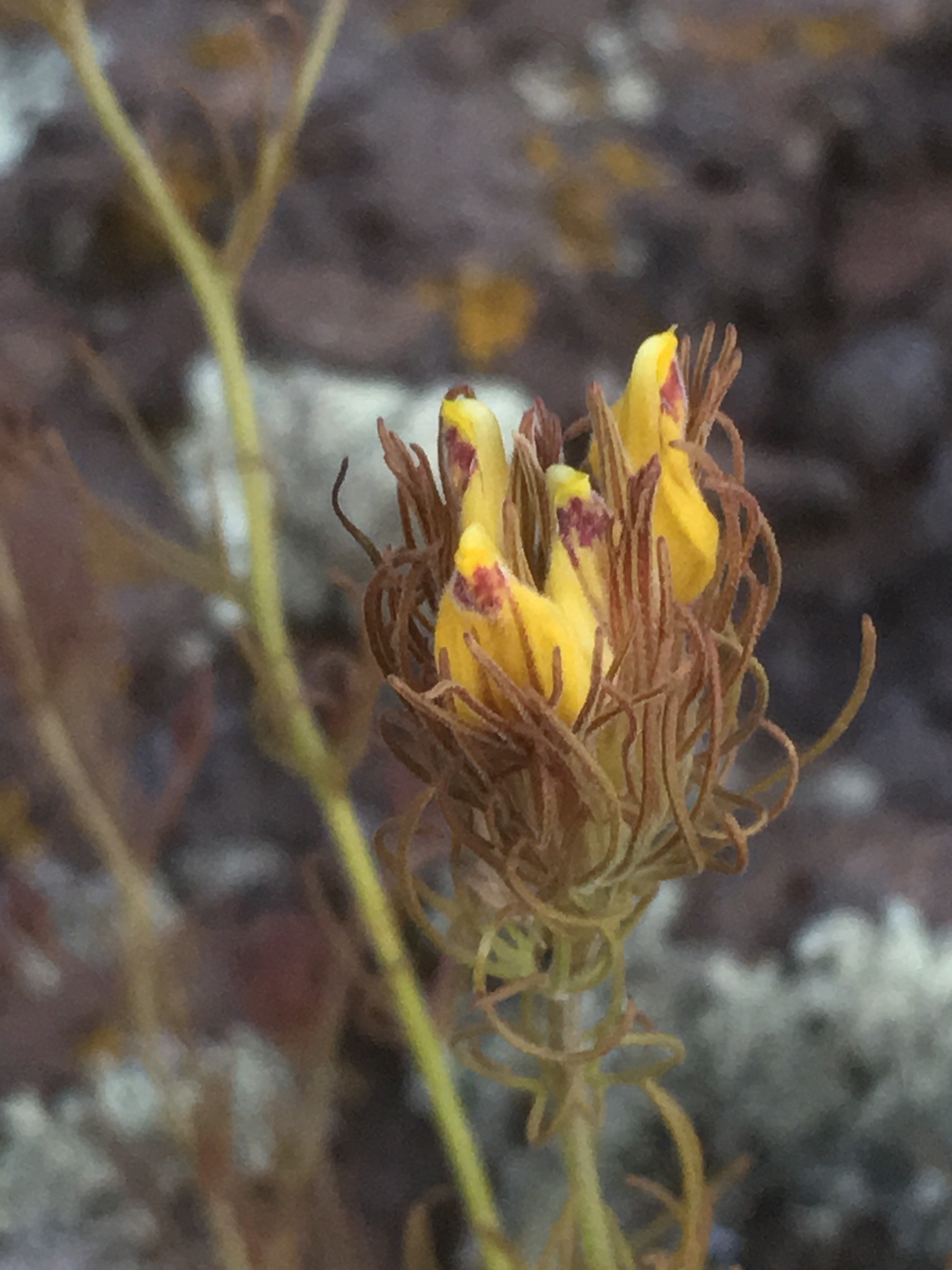 Cordylanthus wrightii