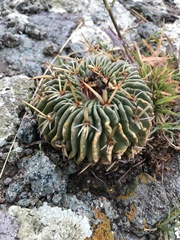 Echinofossulocactus pentacanthus