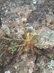 Cordylanthus wrightii