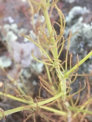 Cordylanthus wrightii