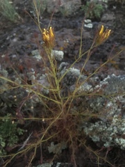 Cordylanthus wrightii