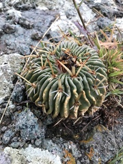 Echinofossulocactus pentacanthus