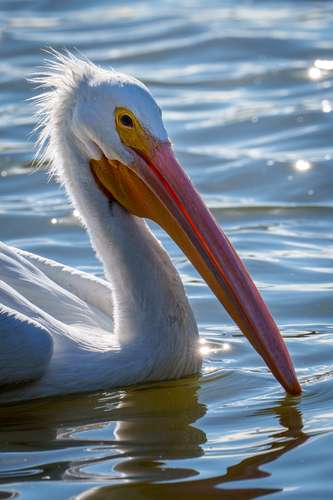 iNaturalist observation photo of American White Pelican