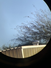 Agapornis roseicollis