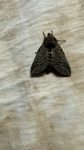 Desert Hawk Moth