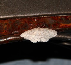 Cosymbiini