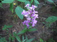 Platanthera peramoena