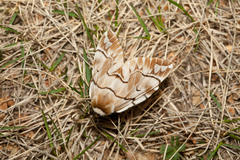 Endromis versicolora