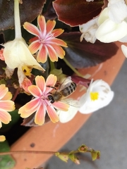Apis mellifera