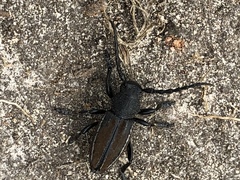 Dorcadion fuliginator