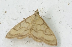 Crocidophora tuberculalis