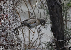 Curruca cantillans albistriata