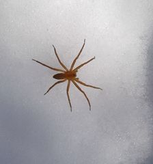 Pisaurina