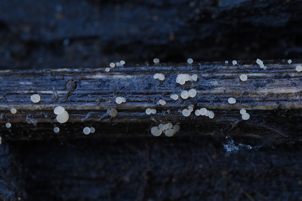 Crocicreas sp. 'CA01'
