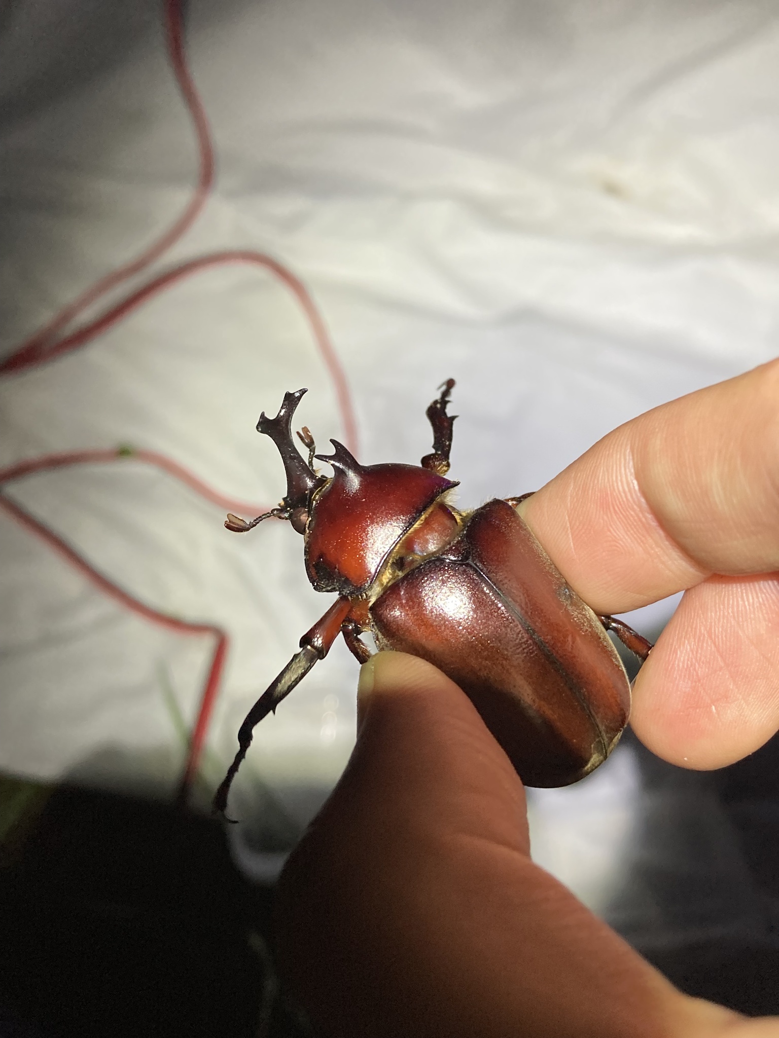 Subspecies Trypoxylus dichotomus shizuae · iNaturalist