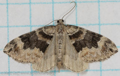 Dysstroma hersiliata