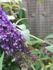 Apis mellifera