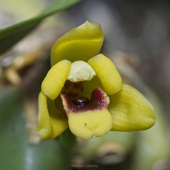 Maxillaria variabilis, photograph (c) Matteo Cassella, some rights reserved (CC BY-SA)