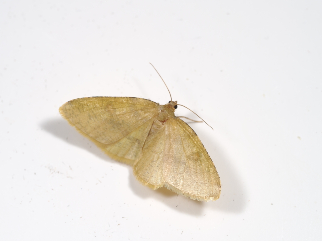 Heterolocha stulta
