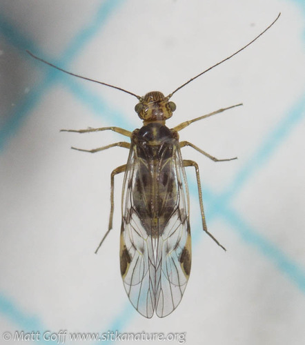 Amphigerontia nuotrauka