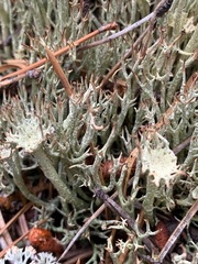 Cladonia amaurocraea