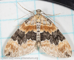 Dysstroma hersiliata