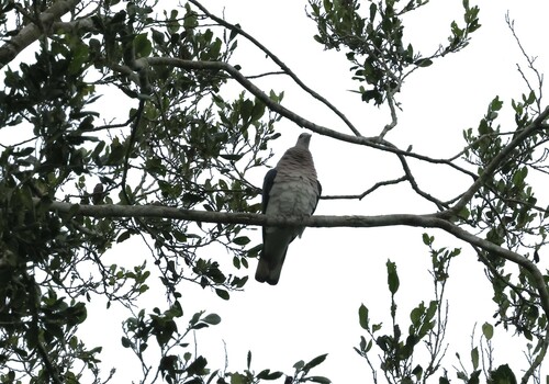 Afep Pigeon (Columba unicincta), photo 7