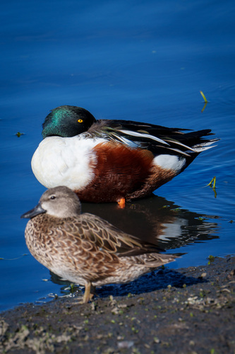iNaturalist observation photo of Northern Shoveler