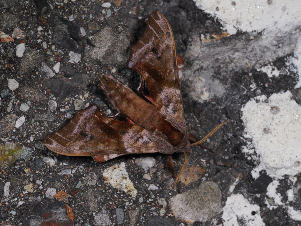 Smerinthus tokyonis