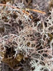 Cladonia stygia
