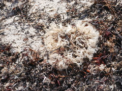Chondrus crispus