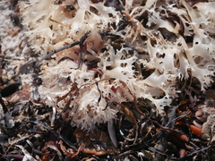 Chondrus crispus