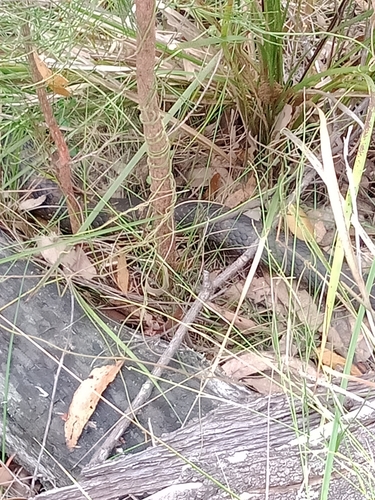 Tiger Snake sighting
