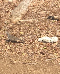 Geopelia striata