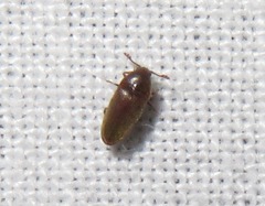 Trixagus dermestoides