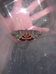 Catocala umbrosa