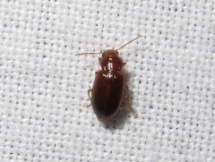 Bradycellus verbasci