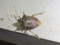Halyomorpha halys
