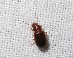 Bradycellus verbasci