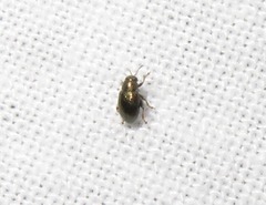 Chaetocnema hortensis
