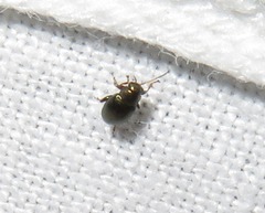 Chaetocnema hortensis