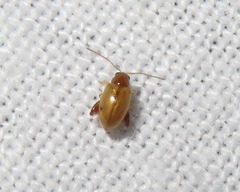 Longitarsus pellucidus